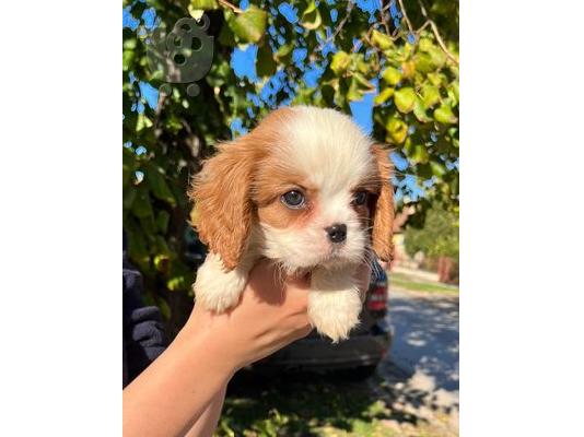 Cavalier King Charles Spaniel